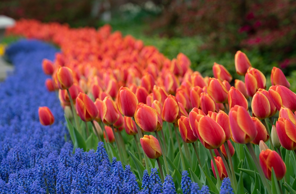 bob blacksberg pennsylvania hospital gardens